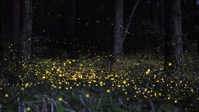 japan-firefly-long-exposure-4-1024x576